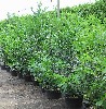 Prunus lauroc.'Caucasica'
